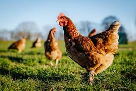Poule
